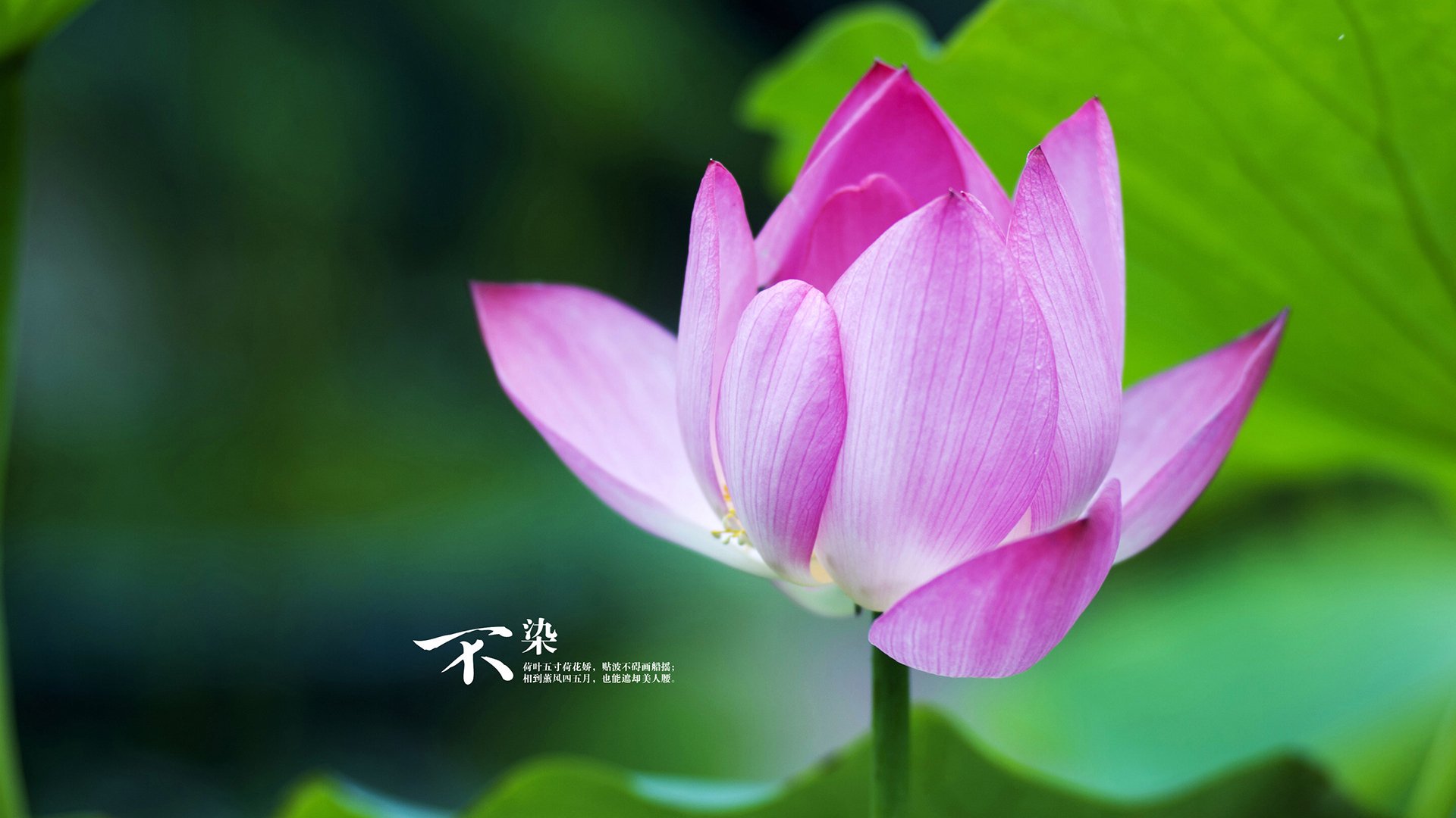 错位时空,当东契奇关键进球定乾坤的想象,照亮马刺与老鹰的真实疆场