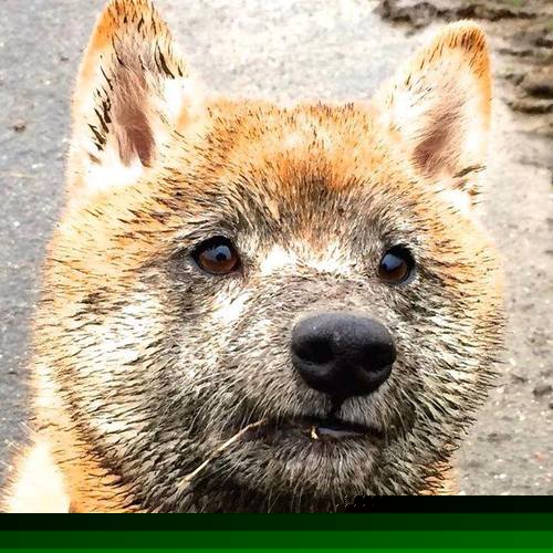 美加墨世界杯之夜,塔图姆的王者之证