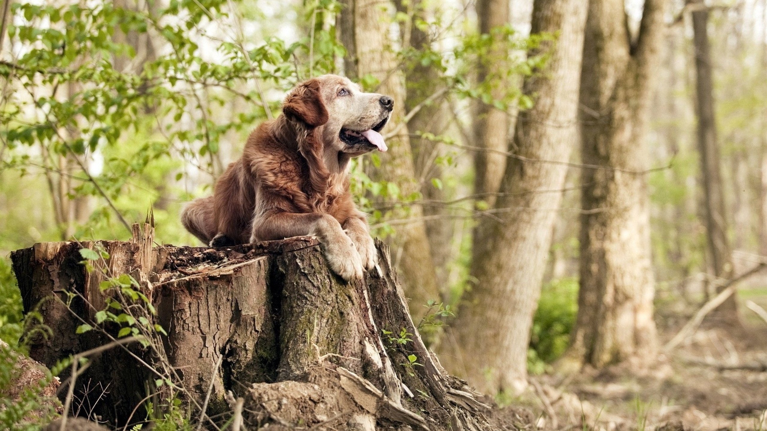 终场哨前的雷鸣,伦纳德绝杀封喉与复仇的沉默诗篇