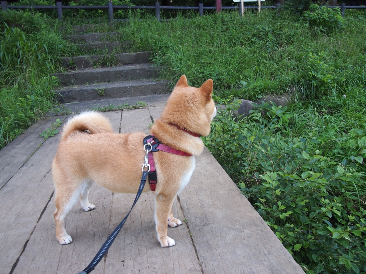 英格拉姆,聚光灯下的猛禽觉醒